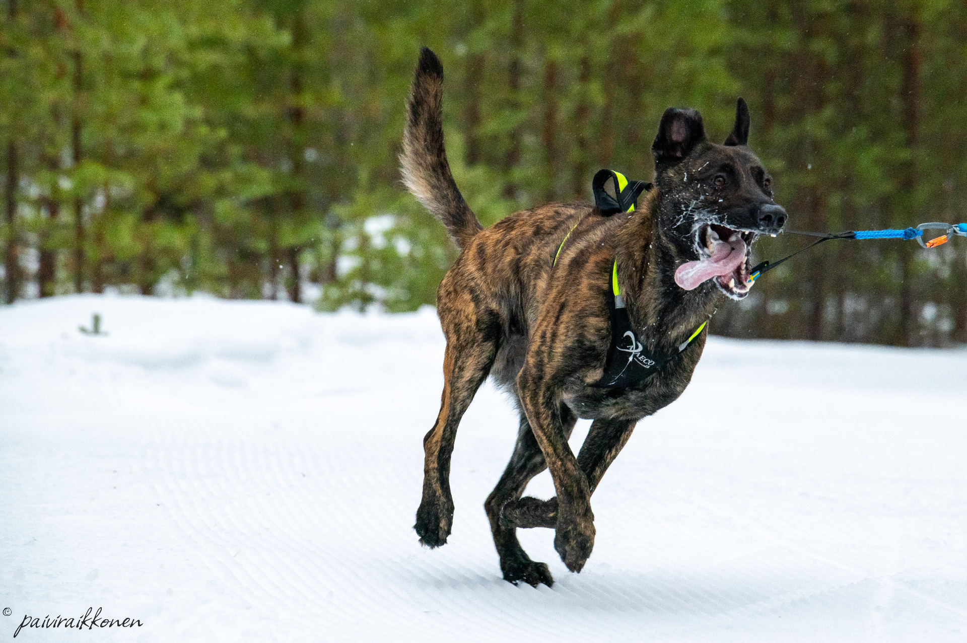 Hehku. Kuva: Päivi Räikkönen